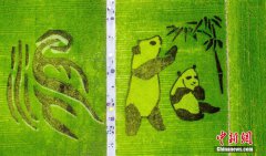 澳门太阳城注册：成都一稻田现巨型“大熊猫”图案